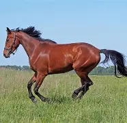 马洛卡挽回颓势,重返胜利轨道 马洛卡挽回颓势,重返胜利轨道